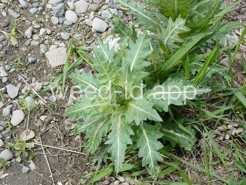 henbane, black
